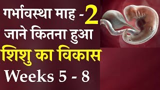 2 months pregnancy baby development in womb [upl. by Pansir]