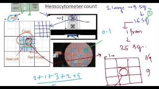 Hemocytometer principle [upl. by Spracklen618]