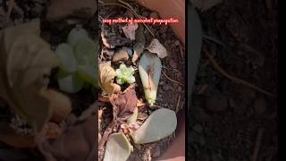 Succulent propagation methods gardeningideas succulentcare succulentsindia [upl. by Akierdna]