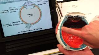 Sclera Choroid Retina [upl. by Chinua]