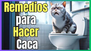 🔴 MI GATO NO PUEDE HACER CACA 🔴 REMEDIOS CASEROS PARA EL ESTREÑIMIENTO EN GATOS [upl. by Evania]