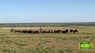 AgroTV en Brasil Un argentino revoluciona la ganadería en Mato Grosso 775 20180609 [upl. by Handbook225]