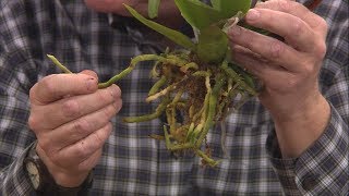 Repotting Grocery Store Orchids [upl. by Airekahs]