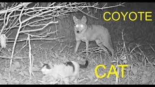 COYOTE STALKING CAT ON CRITTER CAM [upl. by Ahseirej]