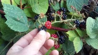 Dewberries  Rainier Oregon [upl. by Nodyl]