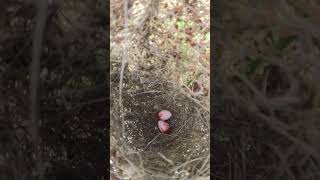 Small Egg Birds Hatchlings EP00885 Egg citing Ornithology Nature Biodiversity Eggceptional [upl. by Atoiyanap883]