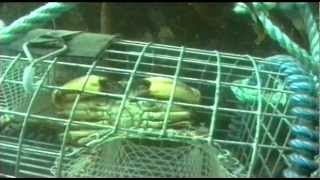 Shellfish Traps  The Inside Story 1998 [upl. by Ahsenat]