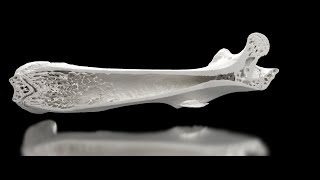 Comparison Of SkyScan Desktop Instruments – Mouse Femur Imaging [upl. by Frankhouse834]