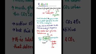 RuBisCO enzyme functionsfull form of Rubisco rubiscoenzymes shorts photosynthesisinhigherplants [upl. by Kal]