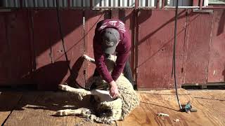 Mike Schuldt  Sheep Shearing School  Demonstation of shearing a sheep full speed [upl. by Ayiram]