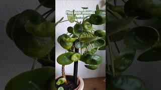 Piles peperomioides 🌿 tips plantstips gardening greenplants [upl. by Killy]