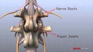 Lage Rug anatomie [upl. by Vernier657]