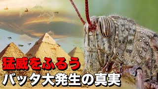 バッタがワタリバッタになると〇〇が大きくなるの？このバッタが群れを成す方向に進化したのはなぜなのか？ [upl. by Annasoh]