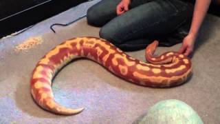 Large Blood Python Handling [upl. by Gahan778]