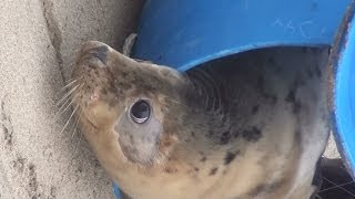 Grey Seal Release real seal sounds [upl. by Cyprio900]