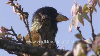 Piao calling colourful Himalayan Barbet or Mewli Megalaima virens on Oak tree with fresh leaves [upl. by Rosalinda]