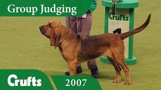 Bloodhound wins Hound Group Judging at Crufts 2007 [upl. by Aihsotal942]