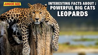 Leopard Facts For Kids [upl. by Sly]