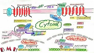 Wnt Signaling Pathway Wnt Beta Catenin Signaling Pathway [upl. by Irroc]