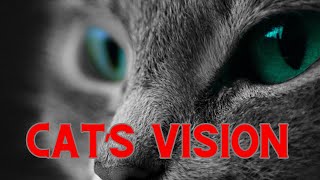 What Colors Cats Can See cats VS humans vision [upl. by Aitrop]