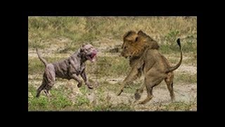 Massive Beast Dog Pure Bully Kutta Must Watch [upl. by Bonnette246]