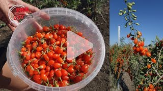 Des baies de goji cultivées en Alsace [upl. by Lladnew]