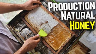 Production Natural Honey  Beekeeping  Raising Queen Bees Cells [upl. by Ahsatam]