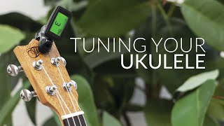 How to Tune your Ukulele Beginners Guide [upl. by Giarg75]