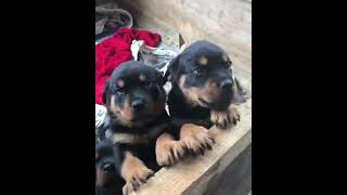 Precious Rottweiler Puppies 😍 [upl. by Asereht]