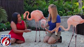 Flamingo experience at Discovery Cove [upl. by Maziar]