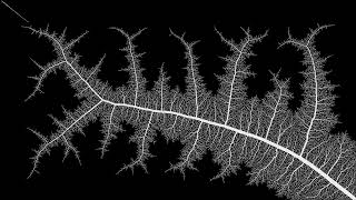 hyphae Probabilistic [upl. by Yral700]