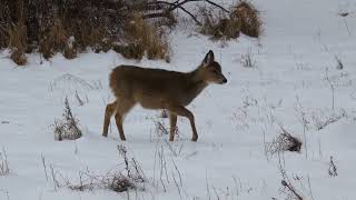 Whitetailed Deer Fawn Strolling in a Wintery Background [upl. by Hnil309]