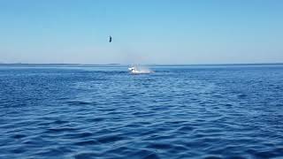 Orcas hunting seals  san juan islands  orca flips seal into the air [upl. by Onairam]