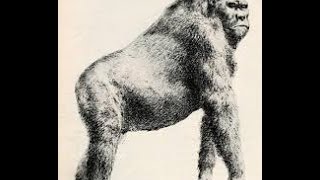 Gigantopithecus blacki Extinct Giant Ape Largest Primate to Walk the Earth [upl. by Eedna]