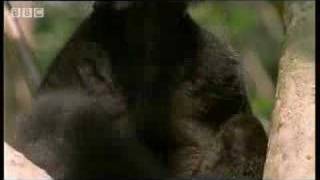 Black lemur on drugs  BBC wildlife [upl. by Tirma]