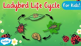 The Life Cycle of a Ladybird  Ladybird Life Cycle  Science for Kids [upl. by Acinaj]