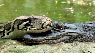 Alligator eats Python 02  Time Lapse [upl. by Kyl518]