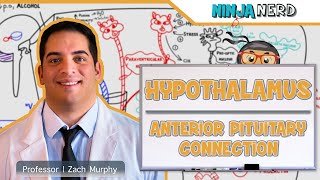 Endocrinology  Hypothalamus Anterior Pituitary Connection [upl. by Iolanthe]