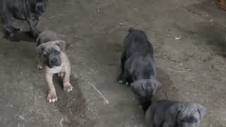 Cane Corso Puppies For Sale [upl. by Kaiser112]