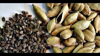 Como Cultivar Cardamomo Exportando Sabores  TvAgro por Juan Gonzalo Angel [upl. by Eoz553]