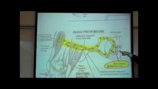 STRETCH REFLEXES by Professor Fink [upl. by Ttik]