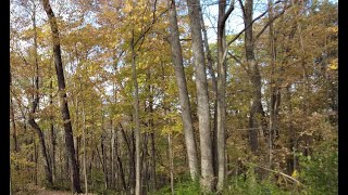 Walk with Me  Fall foliage in Ault Park  4K  DJI Osmo Pocket 3 [upl. by Creedon138]