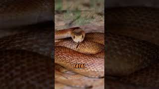 The Deadliest Snakes in the World and Their Lethal Bites  Coastal Taipan [upl. by Corabella]