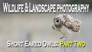 SHORT EARED OWLS  Part Two  Wildlife amp Landscape Photography [upl. by Burrows271]