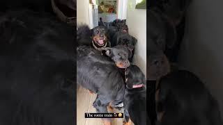 All such beautiful Rottweiler puppies 😍✨ [upl. by Ennovi]