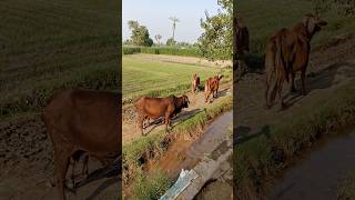 Cows are grassing villagelife traditionallifeofpunjab nature shorts shortsfeed [upl. by Htebazie]