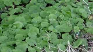 The Rare Winter Heliotrope Petasites fragrans West Kilbride N Ayrshire [upl. by Kalman639]