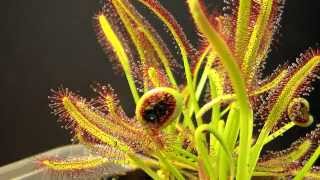 Drosera Capensis time lapse eating a fly HD with a surprise [upl. by Avitzur]