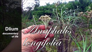 Longfol edelweiss Anaphalis longifolia [upl. by Daigle]