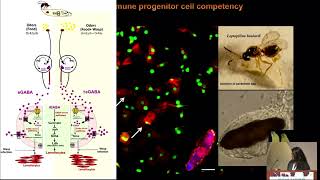 THE ROLE OF HOSTODOR SENSING IN THE EVOLUTION OF MOSQUITO VECTOR COMPETENCY A FRIEND OR A FOE [upl. by Emlin508]